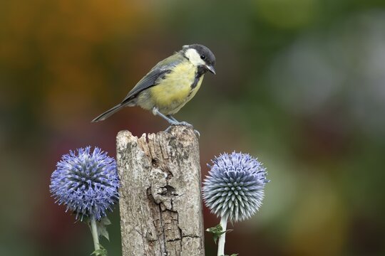 Great tit (Parus major) adult garden bird on a fence post with Globe thistle flowers in summer, England, United Kingdom