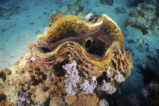 Fluted giant clam (Tridacna squamosa) Killer clam . Dive site House Reef, Mangrove Bay, El Quesir, Red Sea, Egypt