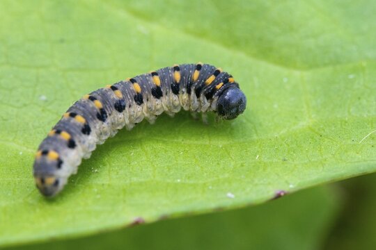 Abia sericea, cimbicidae, club horned sawfly, hymenoptera, clubhorn leaf wasp, clubhorn leaf wasps, small silky clubhorn leaf wasp, plant wasps, scabious sawfly, symphyta, inchworm, insects, larva, caterpillar