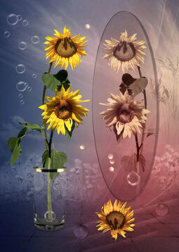 An arrangement of sunflowers in a transparent cylindrical vase. The vase is set against a background divided into two sections: cool blue tones on the left and warm pink tones on the right.