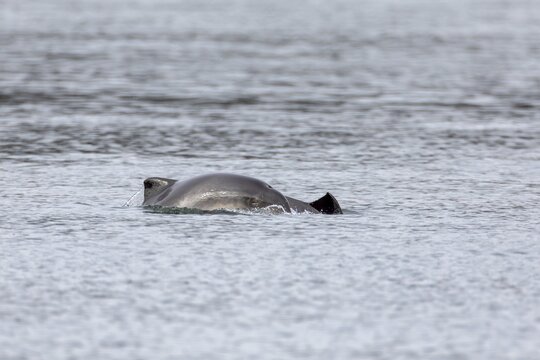 When the young Harbour porpoises (Phocoena phocoena) break the surface of the water, their eyes are apparently always closed, Denmark