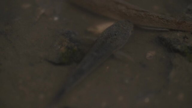 Mullet Fry Young Mullet Fish Tidal Flat Marine Life Mudflat Wildlife Close Up Korea 숭어 치어 어린숭어 숭어 물고기 갯벌 해양생물 갯벌생물 야생동물 클로즈업 