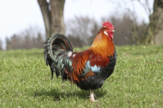 Domestic fowl, Sulmtaler breed, free-range rooster strutting in the meadow, organic farming, Lower Austria, Austria