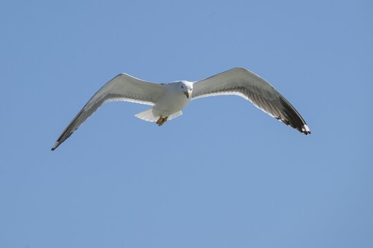 Herring Gull (Larus argentatus) in flight, North Friesland, Schleswig-Holstein, Germany