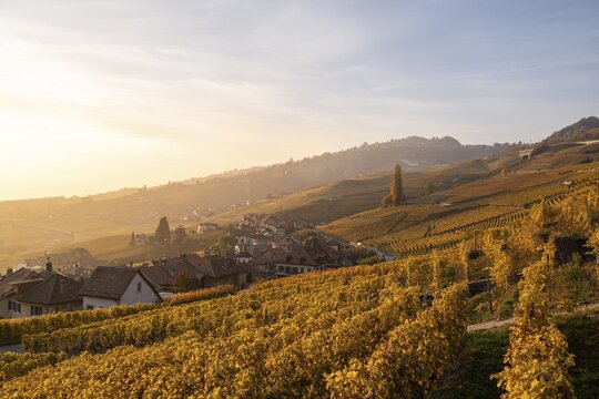 Vineyards in autumn near Epesses, UNESCO World Heritage Site Lavaux, Lake Geneva, Vaud, Switzerland
