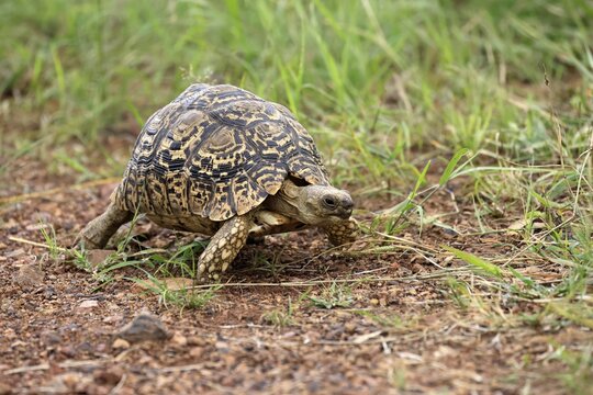 Panther tortoise (Testudo pardalis), adult, running, foraging, Pilanesberg National Park, North West Province, South Africa