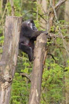 An adult male Drill (Mandrillus leucophaeus) climbs down a stump of a cut tree. A green forest can be seen in the background