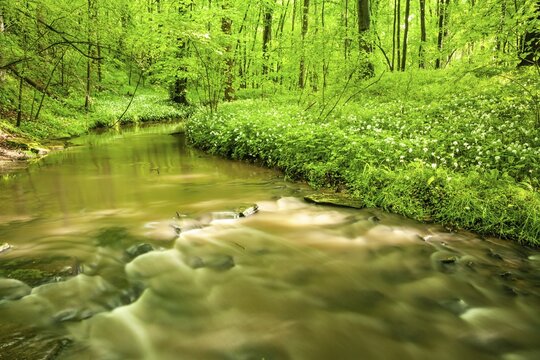 Stream flows through natural floodplain forest in spring, wild garlic in bloom, Zeitzer Forst, near Zeitz, Saxony-Anhalt, Germany