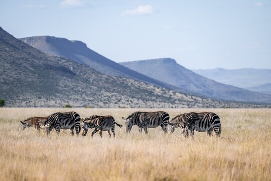 Herd, Cape Mountain Zebra (Equus zebra zebra), adult animal, Mountain Zebra National Park, Eastern Cape, South Africa