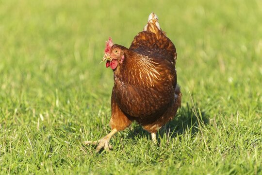 A brown hen eating on a green meadow, domestic chicken, Rhineland-Palatinate, Germany