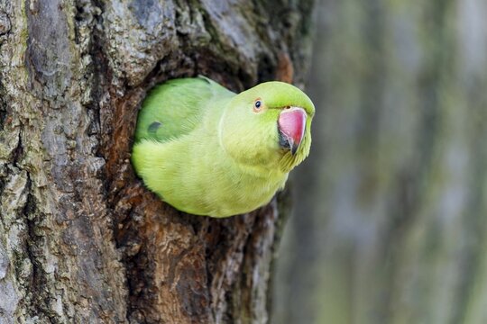 Rose-ringed parakeet (Psittacula krameri) looking out of its breeding den, wildlife, Germany
