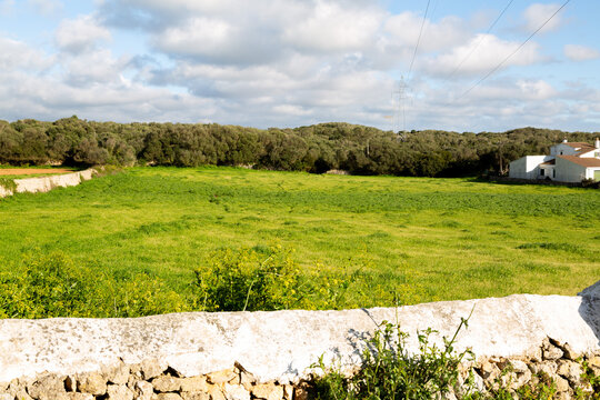 Menorca countryside field with stone wall and olive trees