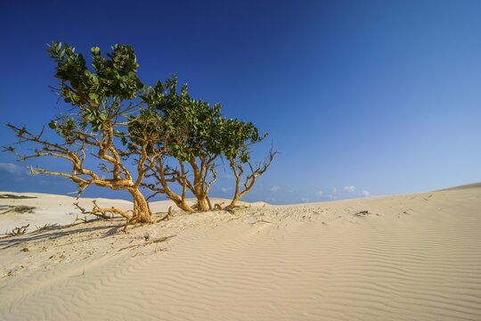 Shrubs growing in the sand dunes, island of Socotra, Yemen