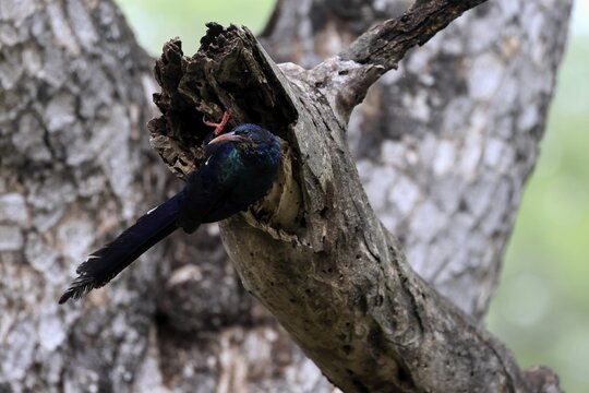 Purple-backed Woodpecker (Phoeniculus purpureus), tree-dwelling woodpecker, Kakelaar, adult, tree trunk, foraging, alert, Kruger National Park, South Africa