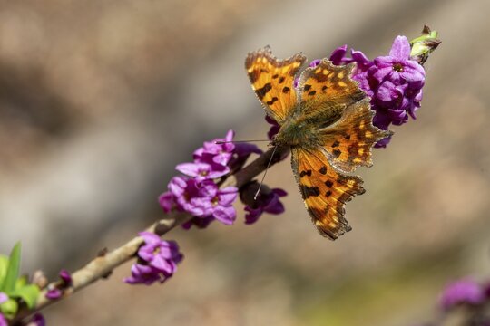 C-moth, comma butterfly, daphne mezereum, real daphne, February daphne, common daphne, common daphne, cellar neck, nymphalis c-album, polygonia c-album, daphne, sparrow tongue, thymelaeaceae, butterfly, flora, spring, insects, insects, mezereon, mezereum, plants, plants, butterflies, jump, spurge laurel, spurge olive, butterflies