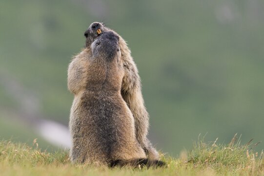 Marmots (Marmota marmota) in the Alps, Streit, Hohe Tauern National Park, Austria