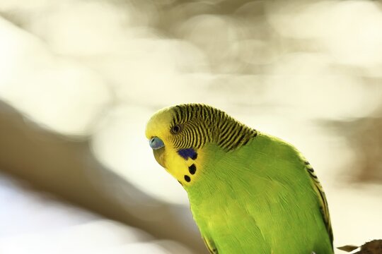 Budgerigar (Melopsittacus undulatus), adult, natural colours, on a branch, portrait, animal portrait, captive, occurrence in Australia, Hesse, Germany