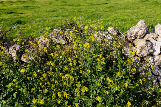Menorca dry stone wall with green meadow and trees
