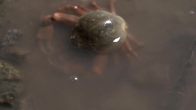 Globe Pebble Crab Pebble Crab Philyra Pisum Tidal Flat Marine Life Close Up Korea 밤게 갯벌게 조약돌게 갯벌 해양생물 야생동물 클로즈업 한국