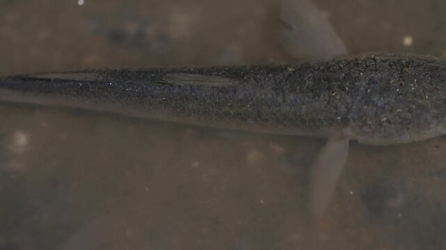 Mullet Fry Young Mullet Fish Tidal Flat Marine Life Mudflat Wildlife Close Up Korea 숭어 치어 어린숭어 숭어 물고기 갯벌 해양생물 갯벌생물 야생동물 클로즈업 