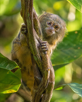 Pygmy Marmoset Peeking Around a Jungle Vine in the Amazon Rainforest
