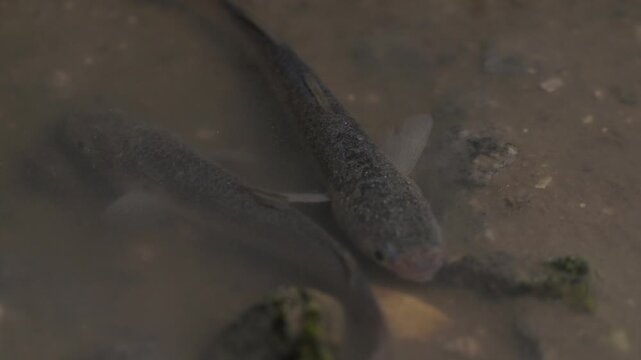 Mullet Fry Young Mullet Fish Tidal Flat Marine Life Mudflat Wildlife Close Up Korea 숭어 치어 어린숭어 숭어 물고기 갯벌 해양생물 갯벌생물 야생동물 클로즈업 