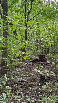 forest in the forest