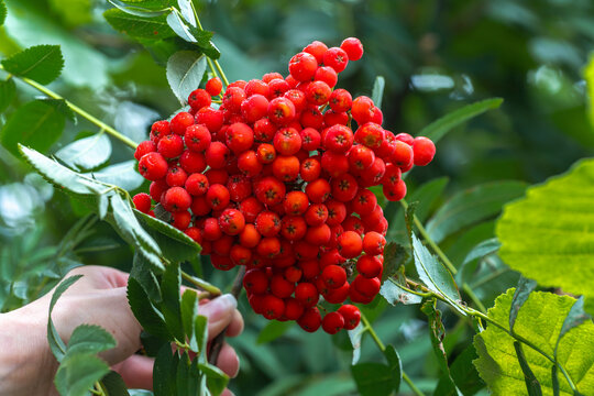 Hand touching cluster of ripe red rowan berries Sorbus aucuparia on branch Close-up of female hand gently holding branch with large cluster of ripe red rowan berries (Sorbus aucuparia)
