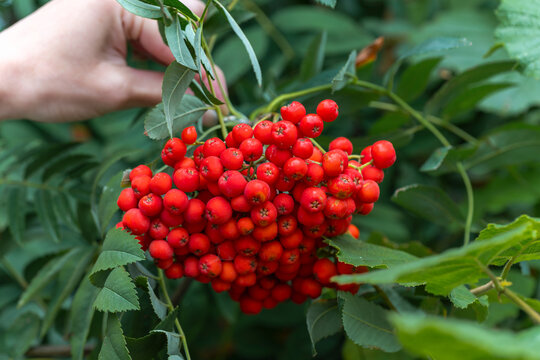 Hand touching cluster of ripe red rowan berries Sorbus aucuparia on branch Close-up of female hand gently holding branch with large cluster of ripe red rowan berries (Sorbus aucuparia)