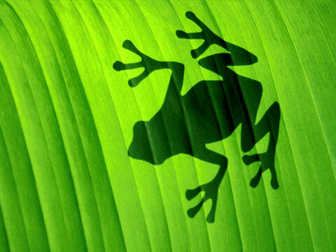 green tree frog
