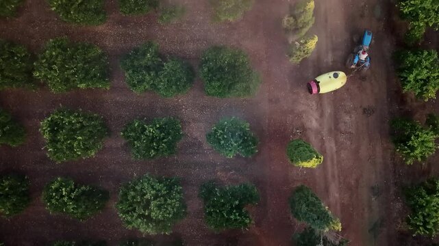 Spray tractor in orchard agricultural crop protection and pest control in Majorca aerial drone view of fruit trees maintenance in rural farmland
