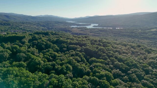 Drone flying over green forest canopy towards As Conchas reservoir