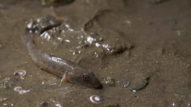 Mudskipper Goby Tidal Flat Marine Life Mudflat Fauna Wildlife Close Up Korea 짱뚱어 문절망둑 망둥어 갯벌 갯벌생물 해양생물 야생동물 클로즈업 한국