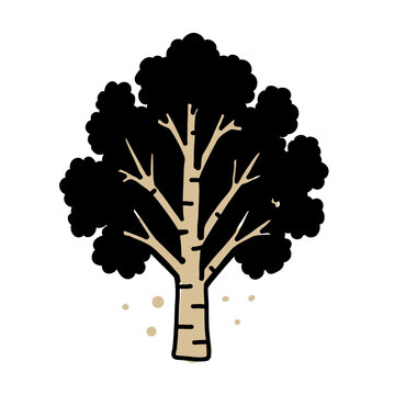 Birch tree illustration with rounded foliage