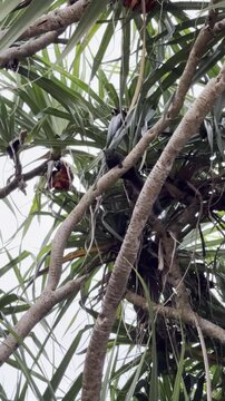 Black squirrel climbing a tropical palm tree branch in the jungle