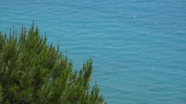 Beach Seascape Landscape Coastline, Aerial View Fir Tree Foliage on Sea Water