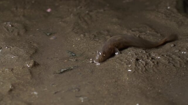 Mudskipper Goby Tidal Flat Marine Life Mudflat Fauna Wildlife Close Up Korea 짱뚱어 문절망둑 망둥어 갯벌 갯벌생물 해양생물 야생동물 클로즈업 한국