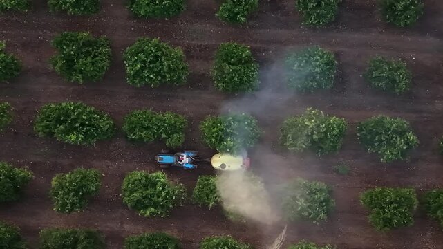 Spray tractor in Majorca citrus orchard aerial drone view of agricultural pest control and crop maintenance in a Mediterranean fruit farm plantation