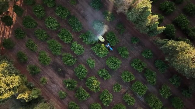 Sustainable agriculture and crop protection spray tractor working in citrus orchard aerial drone view of farming operations in Majorca at sunset