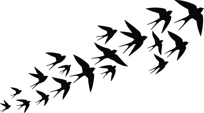 Black silhouette of a flock of flying swallow birds isolated on a white background for graphic design elements