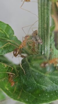 Weaver ants carrying small insect prey across green garden leaves in this macro motion video clip