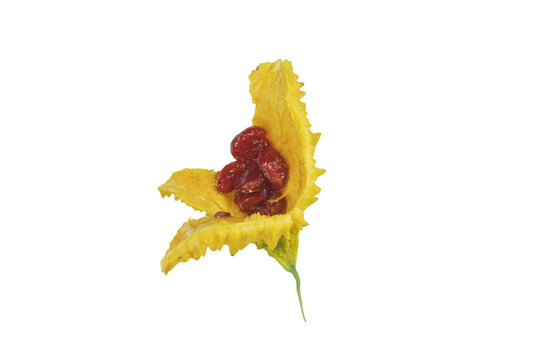 A vibrant yellow bitter melon fruit with exposed red seeds on png background