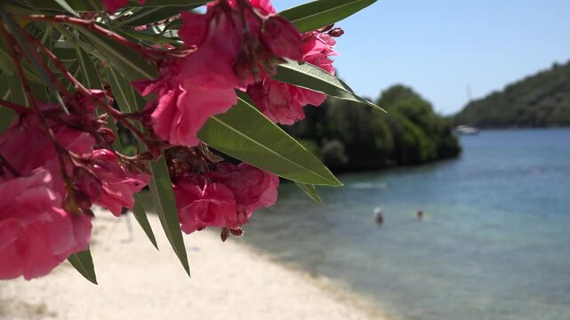 Oleanders Flowers on Mediterranean Beach, Sea, View Island, Lefkada Greece