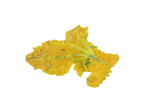 Fresh yellow bitter melon with unique texture on png background, healthy vegetable food