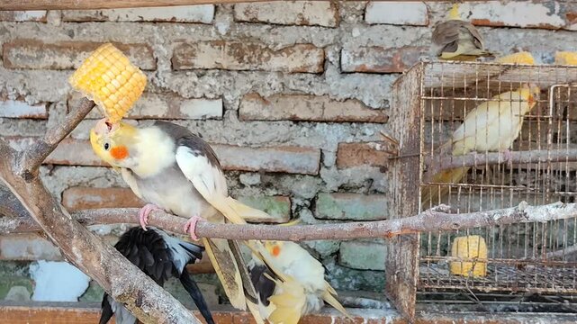 Cockatiel in cages peck or eat the corn kernels provided.This bird is also known as Nymphicus hollandicus.