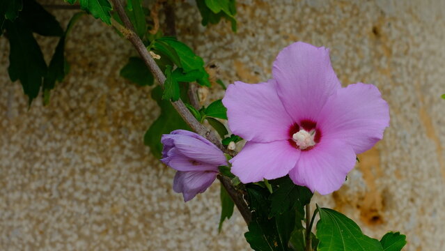 Syrian ketmia or Korean rose, althea (Hibiscus syriacus) flower head close-up