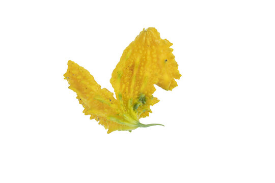 Fresh yellow bitter melon on png background, ripe organic vegetable for healthy cooking