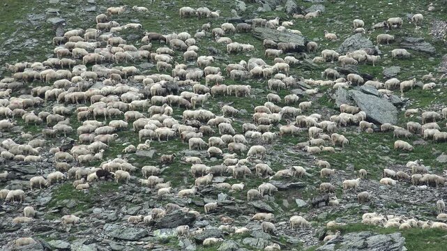 Sheep in Mountains, Flock of Lambs Grazing on the Hill, Pastoral Autumn View