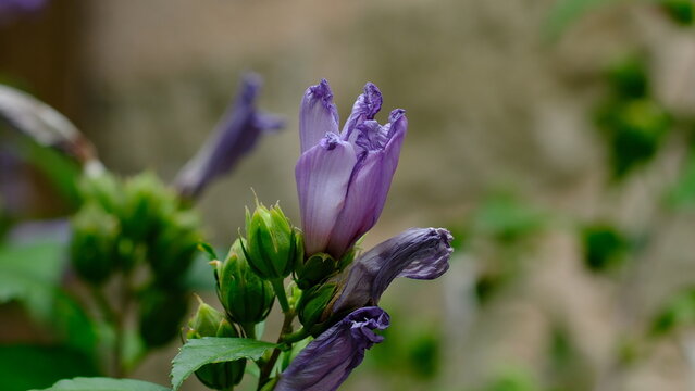 Syrian ketmia or Korean rose, althea (Hibiscus syriacus) flower head close-up
