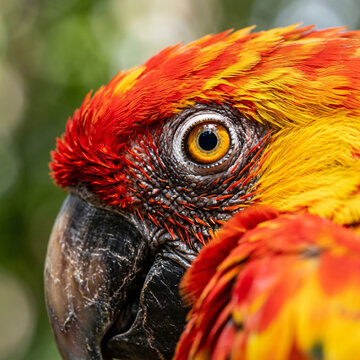 Extreme close up portrait of a vibrant sun conure parrot showing colorful feathers and detailed eye.